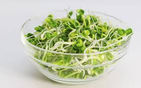 Alfalfa, organic seeds.  100gm