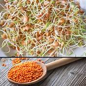 Sprouting: Lentils (Red) seeds 1KG