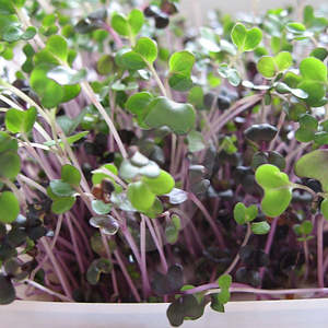 Sprouting: Red Cabbage (ORGANIC) seeds 100gm or 600gm