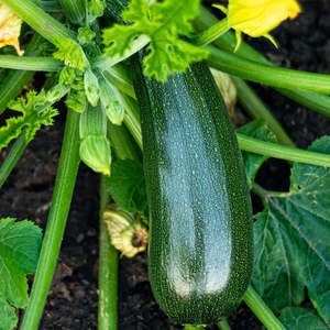 Vege Seeds: Zucchini (Black) seeds $3.50