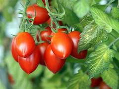 Vege Seeds: Tomato (Roma) seeds $3.50