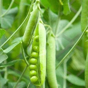Vege Seeds: Pea (WF Massey) seeds $3.50