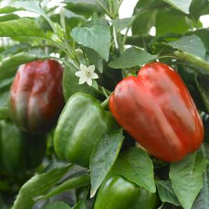 Vege Seeds: Capsicum (California Wonder) seeds $3.50