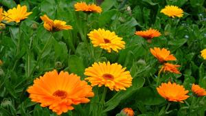 Vege Seeds: Calendula (Organic) seeds $3.50