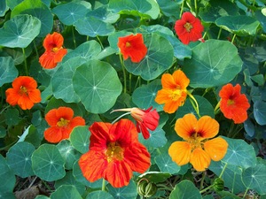 Nasturtium seeds $3.50