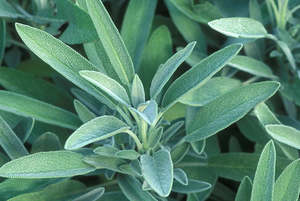 Sage seeds $3.50