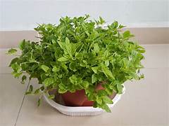 Vege Seeds: Oregano seeds $3.50