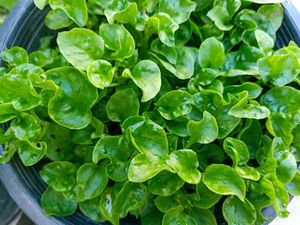 Vege Seeds: Watercress seeds $3.50