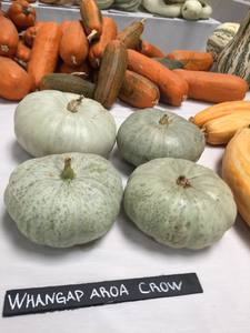 Pumpkin (Whangaparoa Crown) seeds $3.50