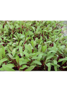 Beet (Bullion) seeds:  50g or 200g