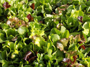 Microgreens 1: Mesclun lettuce blend 50gm or 100gm