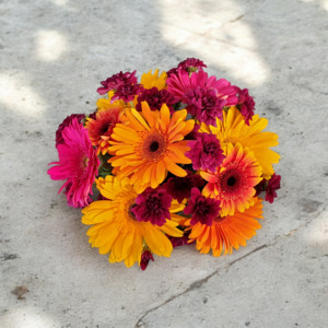 Nelson Florists: Sweet Daisy