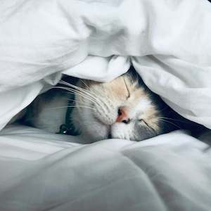 Courses: Sleep Issues Session