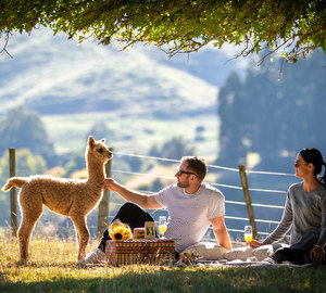 Rocklin Alpaca Goods for Sale Nevalea Alpacas