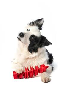 Frontpage: Dog Toy Tira & Molla Toy