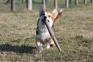 Frontpage: Bama Floating Stick Dog Toy