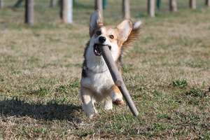 Frontpage: Bama Floating Stick Dog Toy Tuttomio