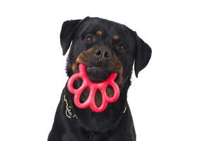 All Pet Health Newflands Nz: Paw Orma Gioco Blue