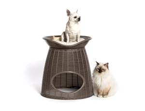 All Pet Health Newflands Nz: Pasha