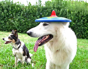 All Pet Health Newflands Nz: Frisbee