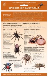 Products: Spiders of Australia