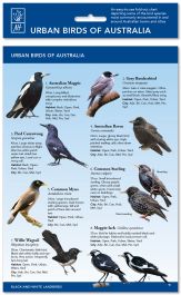 Urban Birds of Australia