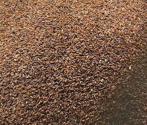 Pasture Seed: Tonic Plantain