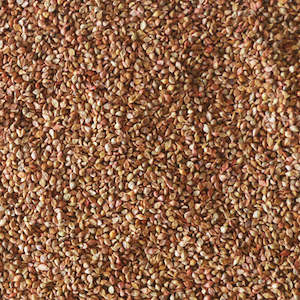 Pasture Seed: Japanese Millet