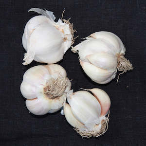 Garlic And Shallots: Printanor Garlic