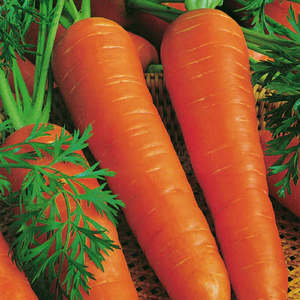 Carrot Berlicum organic