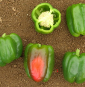 Vegetable Seeds: Terra Nova Capsicum California Wonder