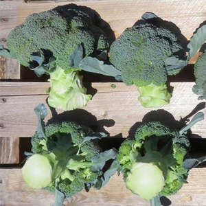 Vegetable Seeds: Terra Nova Broccoli - Blue Finn