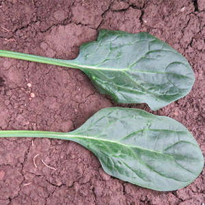 Vegetable Seeds: Terra Nova Spinach - Tragopan
