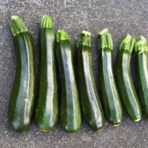 Vegetable Seeds: Terra Nova Zucchini - Black Mamba Hybrid