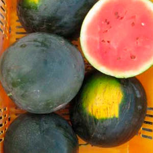Vegetable Seeds: Tera Nova Watermelon - Sugar Baby
