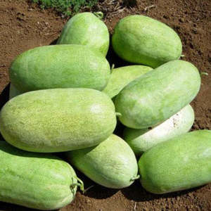 Tera Nova Watermelon - Charleston Grey