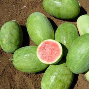 Vegetable Seeds: Terra Nova Watermelon - Charleston 805 Hybrid