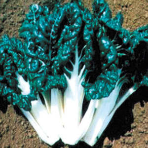 Vegetable Seeds: Terra Nova Silverbeet - Success MG