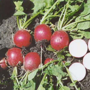 Vegetable Seeds: Terra Nova Radish - Red Brigade Hybrid