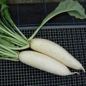 Vegetable Seeds: Terra Nova Radish - Everest Hybrid