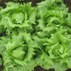 Vegetable Seeds: Terra Nova Lettuce - Tropical