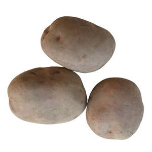 Potato Seeds: Red Rascal