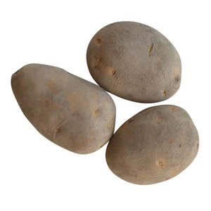 Potato Seeds: Agria