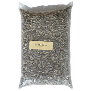 Bird Seed: New Zealand Sunflower - growing