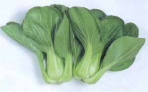 Vegetable Seeds: Terra Nova Pak Choy Green Stem F1