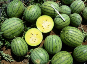 Vegetable Seeds: Terra Nova Watermelon Champagne Improved