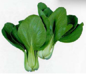 Vegetable Seeds: Terra Nova Pak  Choy Green OP