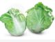 Terra Nova Chinese Cabbage Plenty F1