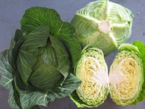 Vegetable Seeds: Terra Nova Cabbage Pacific Green F1 Hybrid