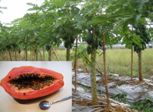 Vegetable Seeds: Terra Nova Papaya Red Lady